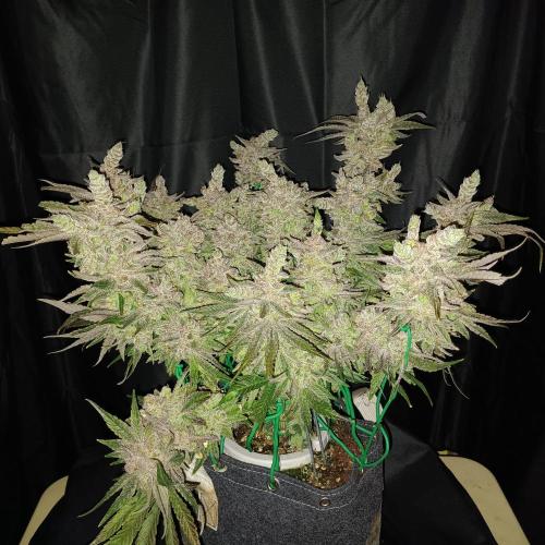 BubbleGum, RainbowSherbert, SkunkBreath. Week 17