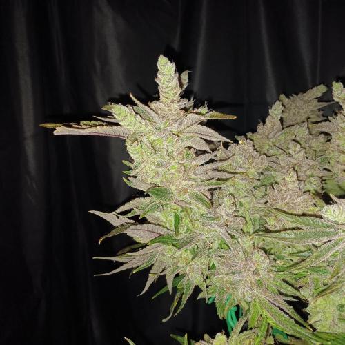 BubbleGum, RainbowSherbert, SkunkBreath. Week 17