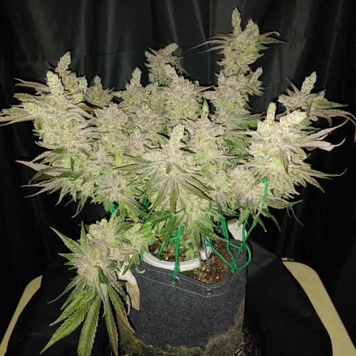 BubbleGum, RainbowSherbert, SkunkBreath. Week 17