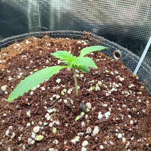 Zamnesia Black Diamond Auto. Week 2