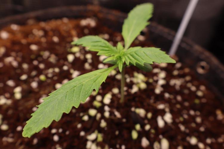 Zamnesia Black Diamond Auto. Week 2