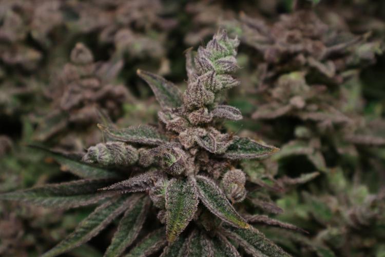 BubbleGum, RainbowSherbert, SkunkBreath. Week 17