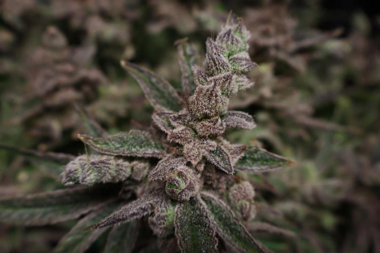 BubbleGum, RainbowSherbert, SkunkBreath. Week 17