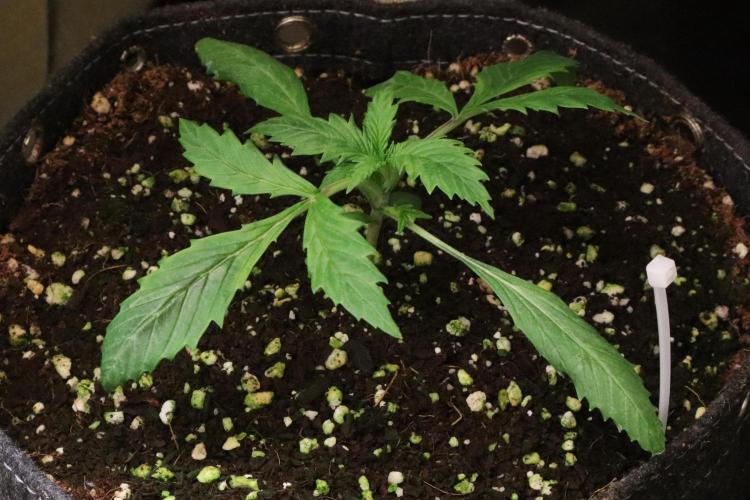 Zamnesia Black Diamond Auto. Week 3