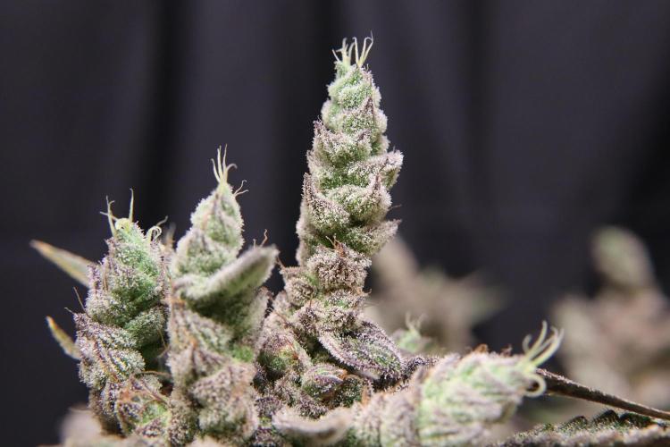 BubbleGum, RainbowSherbert, SkunkBreath. Week 17