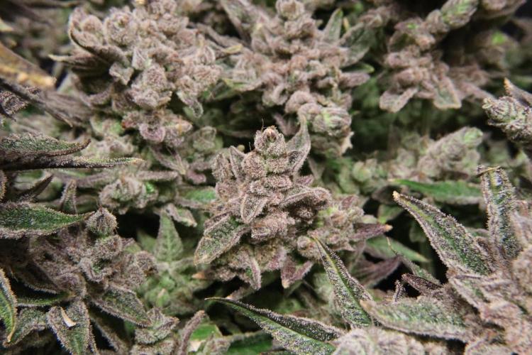 BubbleGum, RainbowSherbert, SkunkBreath. Week 17