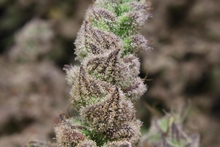 BubbleGum, RainbowSherbert, SkunkBreath. Week 17