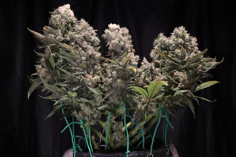 BubbleGum, RainbowSherbert, SkunkBreath. Week 18