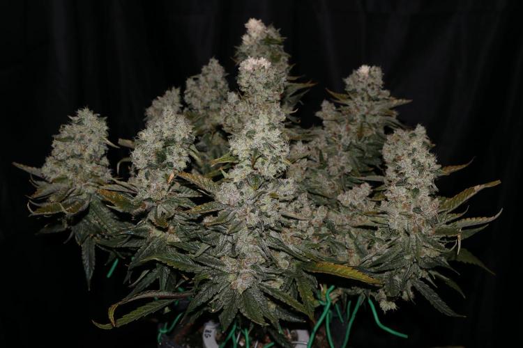 BubbleGum, RainbowSherbert, SkunkBreath. Week 18