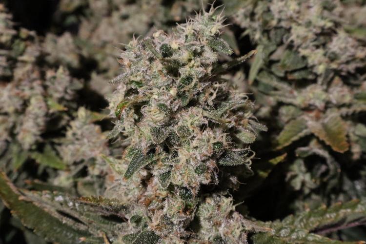 BubbleGum, RainbowSherbert, SkunkBreath. Week 18