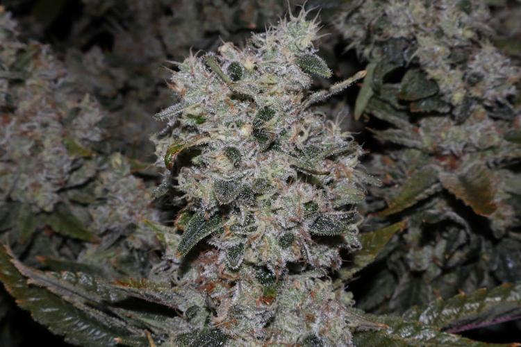 BubbleGum, RainbowSherbert, SkunkBreath. Week 18