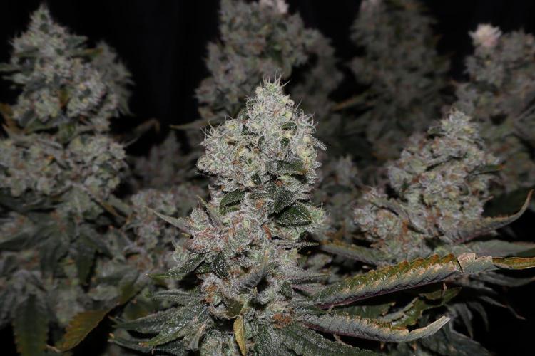 BubbleGum, RainbowSherbert, SkunkBreath. Week 18