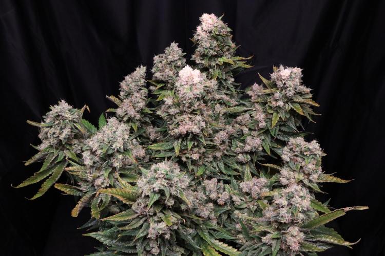 BubbleGum, RainbowSherbert, SkunkBreath. Week 18