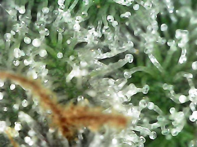 BubbleGum, RainbowSherbert, SkunkBreath. Week 18