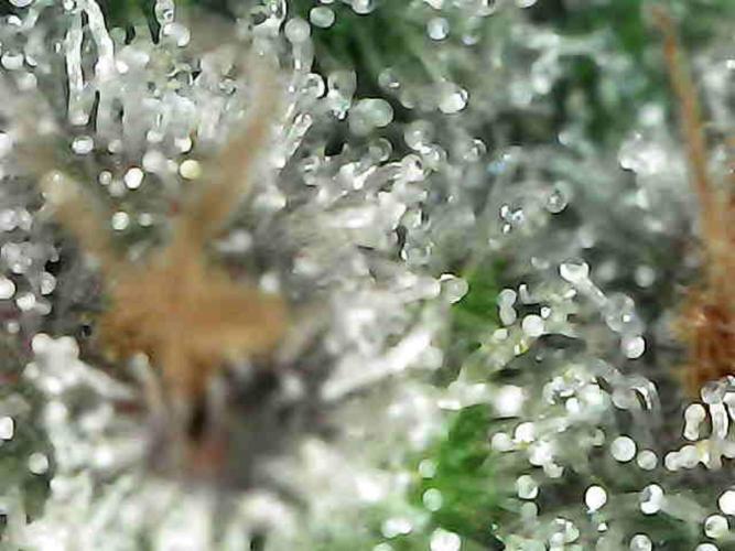 BubbleGum, RainbowSherbert, SkunkBreath. Week 18