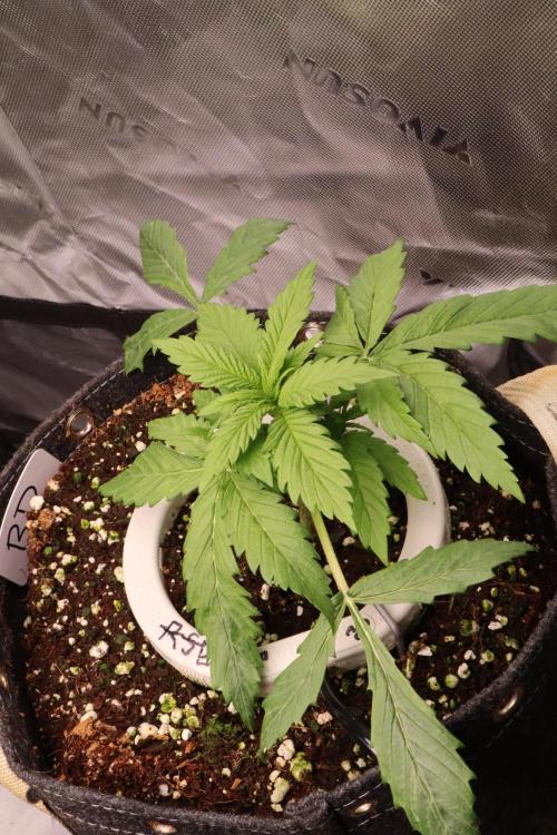 Zamnesia Black Diamond Auto. Week 4