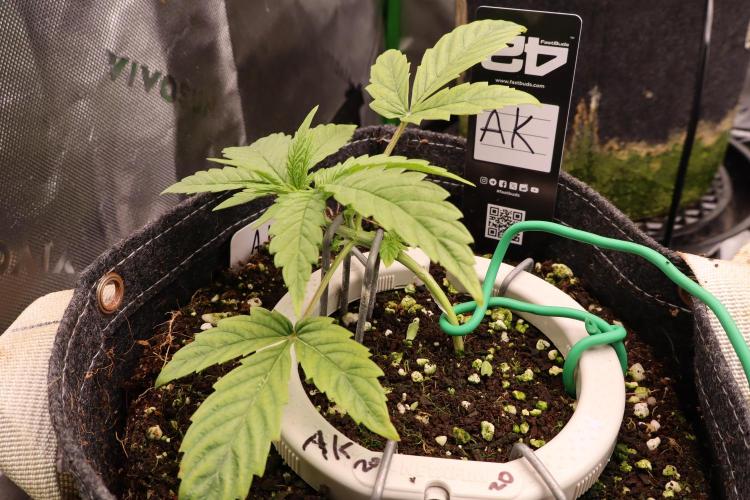 FB AK Auto. Week 4