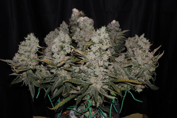 BubbleGum, RainbowSherbert, SkunkBreath. Week 19