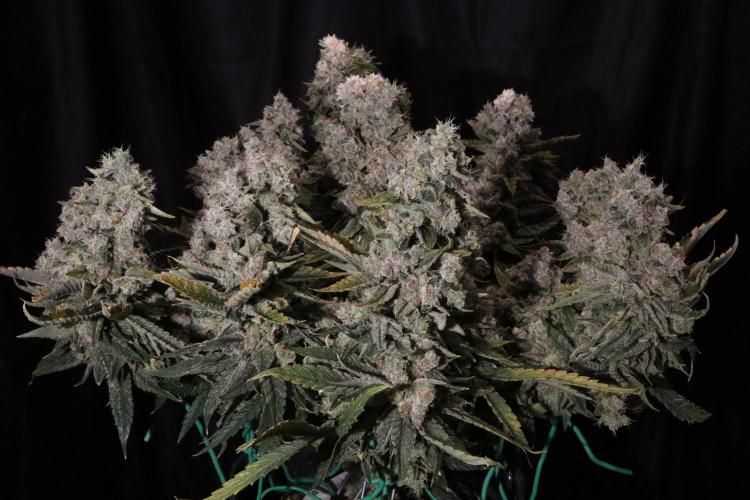 BubbleGum, RainbowSherbert, SkunkBreath. Week 19