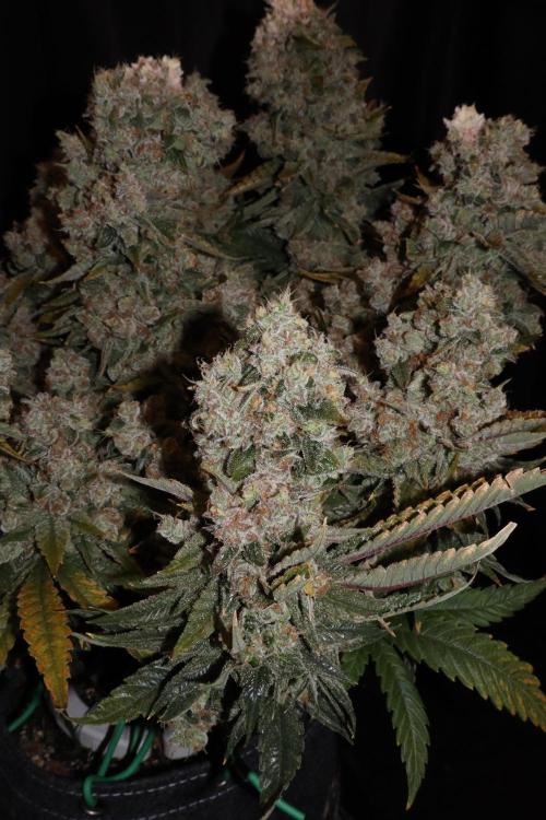 BubbleGum, RainbowSherbert, SkunkBreath. Week 19