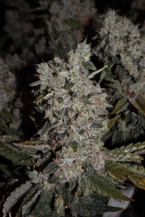 BubbleGum, RainbowSherbert, SkunkBreath. Week 19