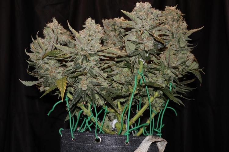 BubbleGum, RainbowSherbert, SkunkBreath. Week 19