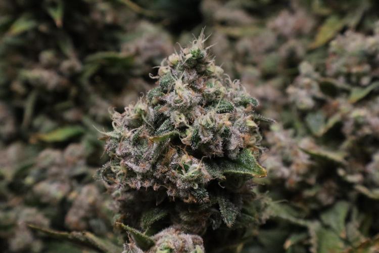 BubbleGum, RainbowSherbert, SkunkBreath. Week 19