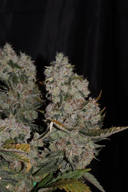 BubbleGum, RainbowSherbert, SkunkBreath. Week 19