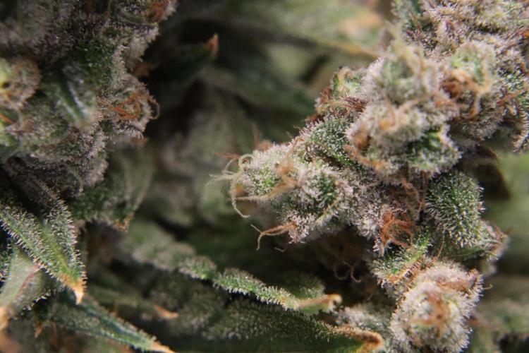 BubbleGum, RainbowSherbert, SkunkBreath. Week 19