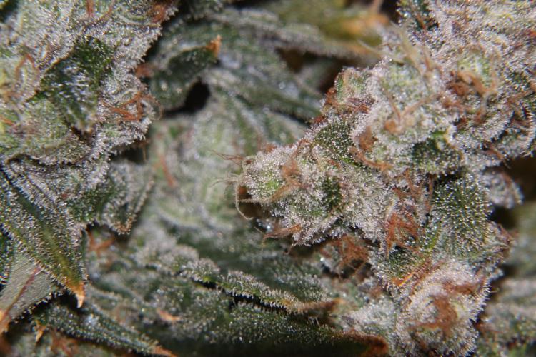 BubbleGum, RainbowSherbert, SkunkBreath. Week 19