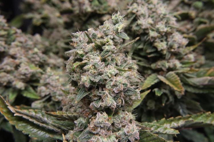 BubbleGum, RainbowSherbert, SkunkBreath. Week 19