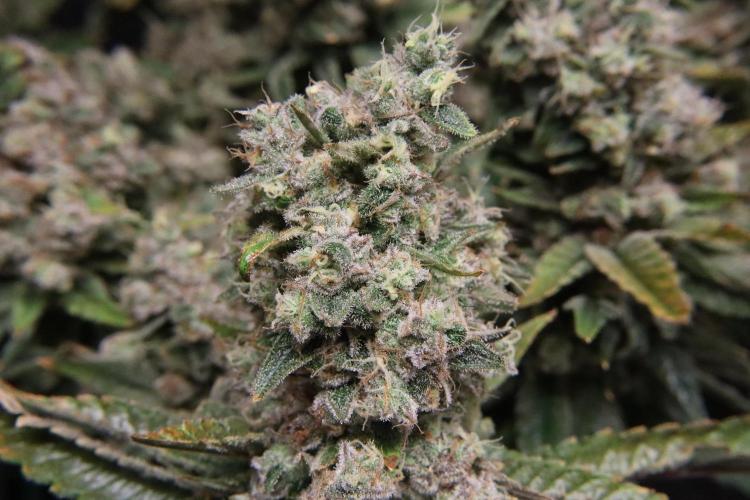 BubbleGum, RainbowSherbert, SkunkBreath. Week 19