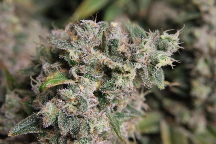 BubbleGum, RainbowSherbert, SkunkBreath. Week 19