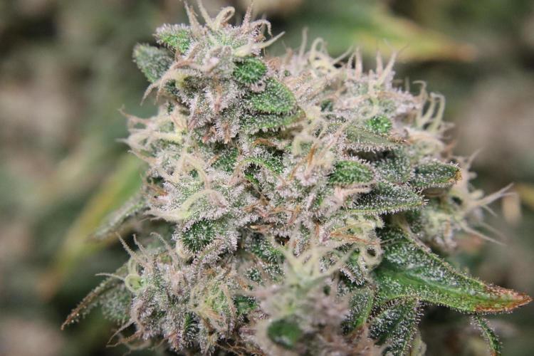 BubbleGum, RainbowSherbert, SkunkBreath. Week 19