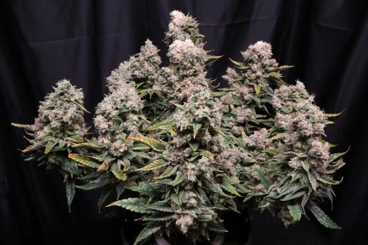 BubbleGum, RainbowSherbert, SkunkBreath. Week 20