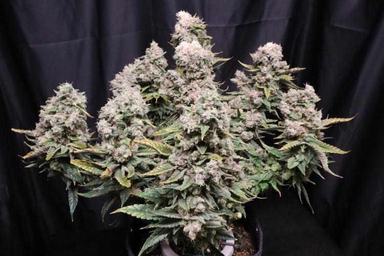 BubbleGum, RainbowSherbert, SkunkBreath. Week 20