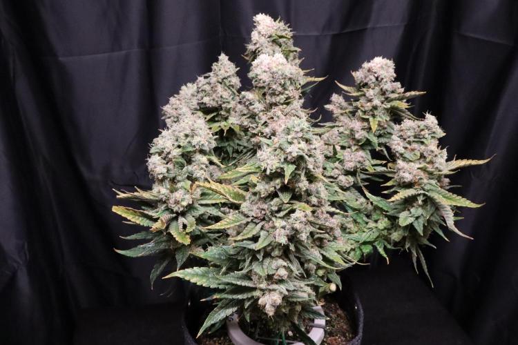 BubbleGum, RainbowSherbert, SkunkBreath. Week 20