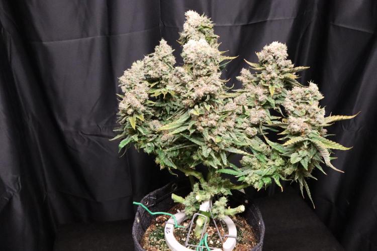 BubbleGum, RainbowSherbert, SkunkBreath. Week 20