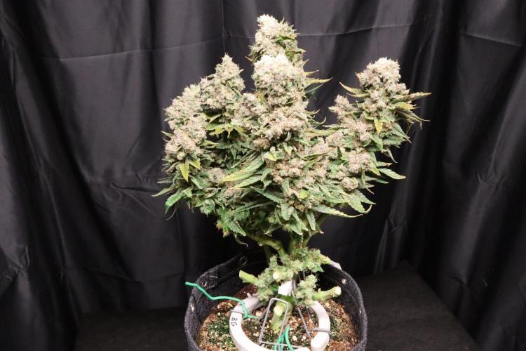 BubbleGum, RainbowSherbert, SkunkBreath. Week 20