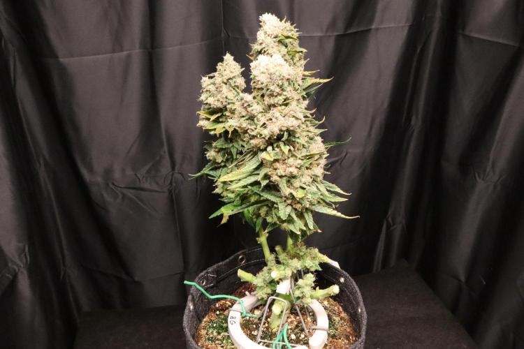 BubbleGum, RainbowSherbert, SkunkBreath. Week 20