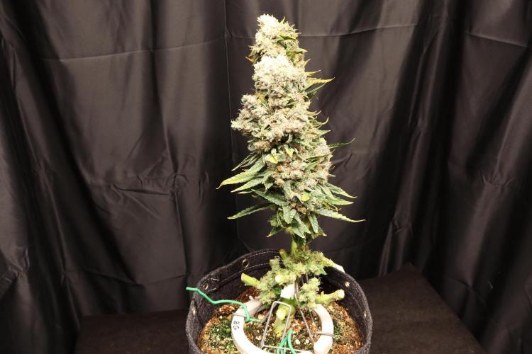 BubbleGum, RainbowSherbert, SkunkBreath. Week 20