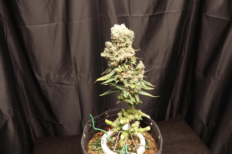 BubbleGum, RainbowSherbert, SkunkBreath. Week 20