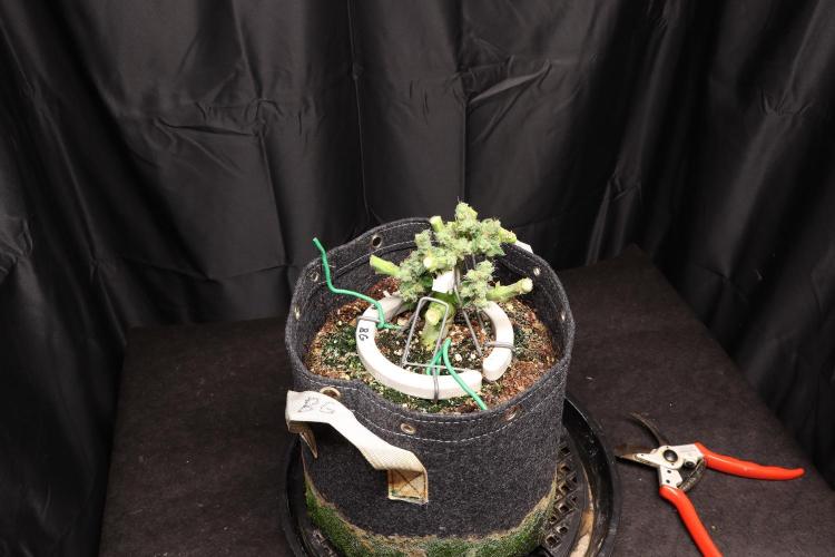 BubbleGum, RainbowSherbert, SkunkBreath. Week 20