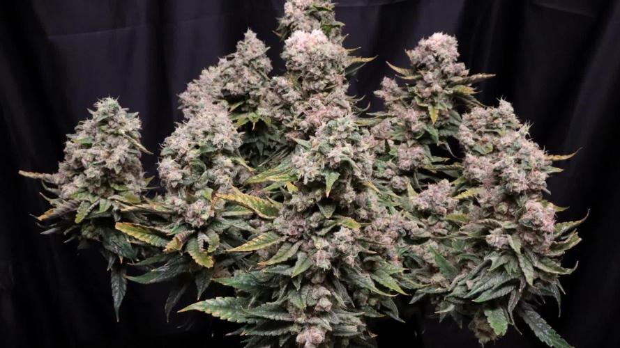 BubbleGum, RainbowSherbert, SkunkBreath