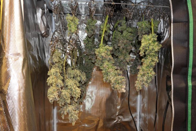 BubbleGum, RainbowSherbert, SkunkBreath. Week 20