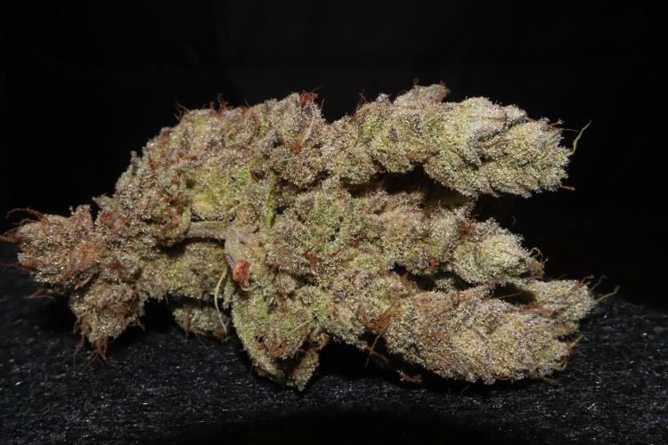 BubbleGum, RainbowSherbert, SkunkBreath. Week 18