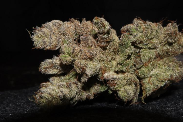 BubbleGum, RainbowSherbert, SkunkBreath. Week 18