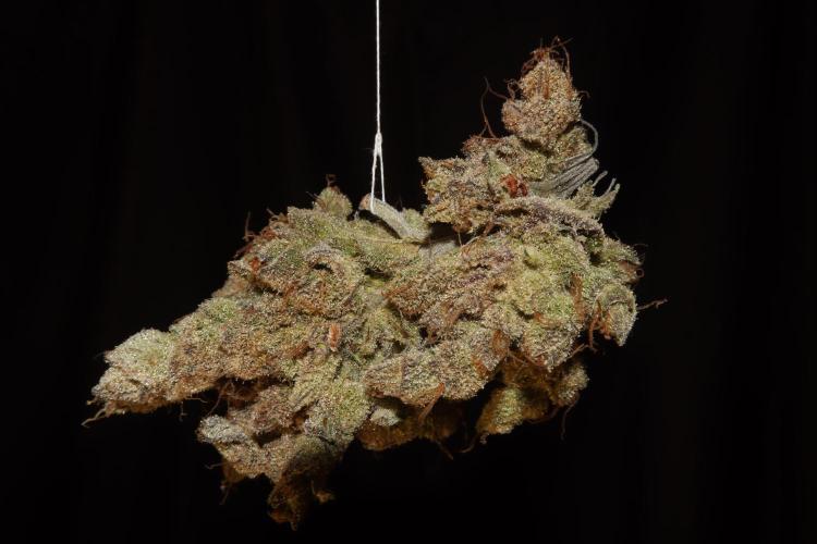 BubbleGum, RainbowSherbert, SkunkBreath. Week 18