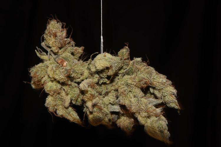 BubbleGum, RainbowSherbert, SkunkBreath. Week 18