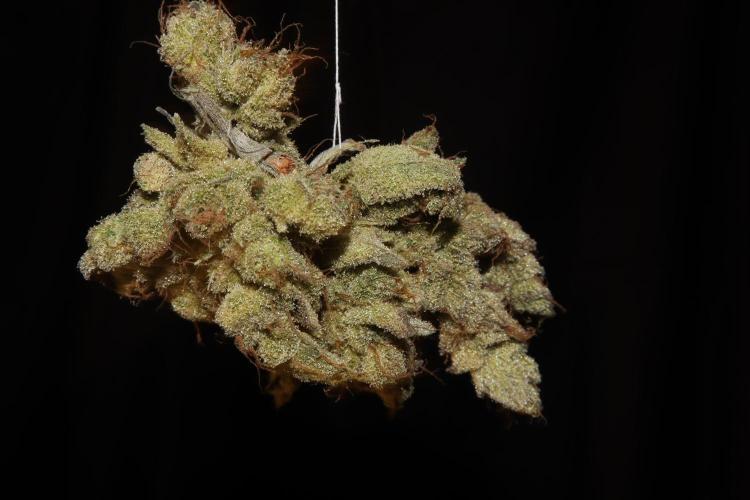 BubbleGum, RainbowSherbert, SkunkBreath. Week 18